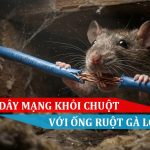 Dây mạng bị chuột cắn